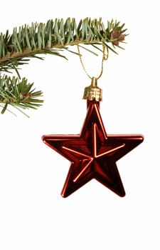 An isolated red christmas star ornament hanging from a spruce branch.
