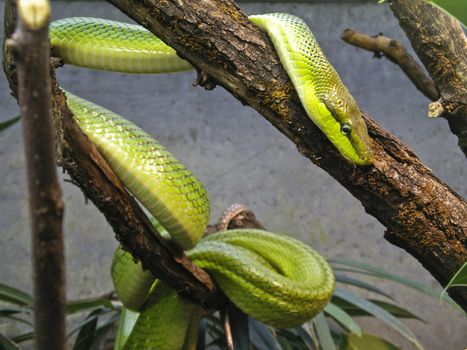 Green Snake on a branch in Stuttgart Zoo