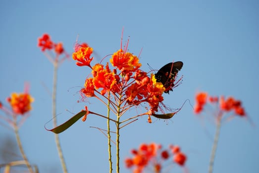 A butterfly on orange and yellow flowers, drinking nectar.