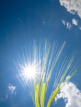 Three green wheat ears against the sun with blue sky