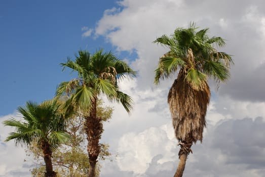 Three palm trees on a sunny day, against a blue sky and fluffy white clouds.