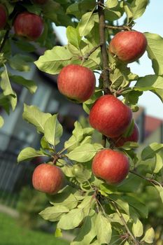 red ripe apples