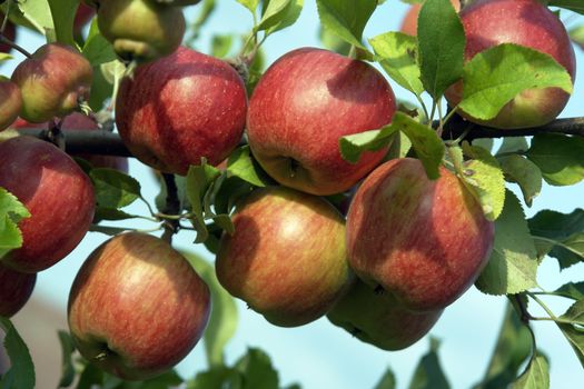 red ripe apples