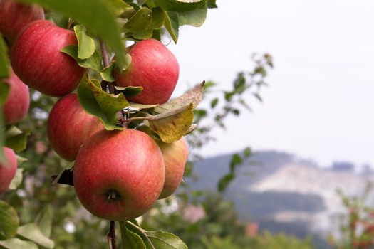 red ripe apples