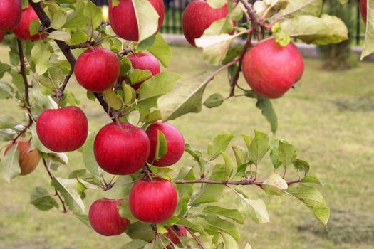 red ripe apples