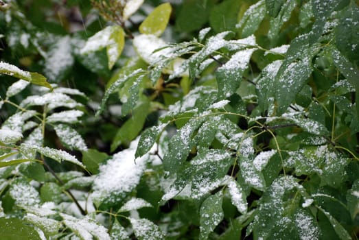 trees with leaves under the heavy snowfall in September