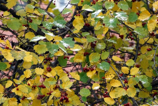 trees with leaves under the heavy snowfall in September