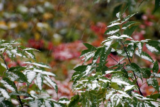 trees with leaves under the heavy snowfall in September