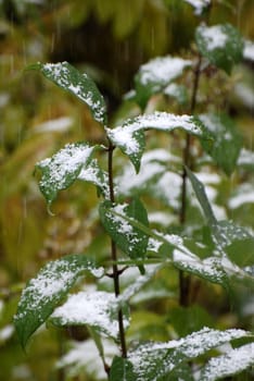 trees with leaves under the heavy snowfall in September