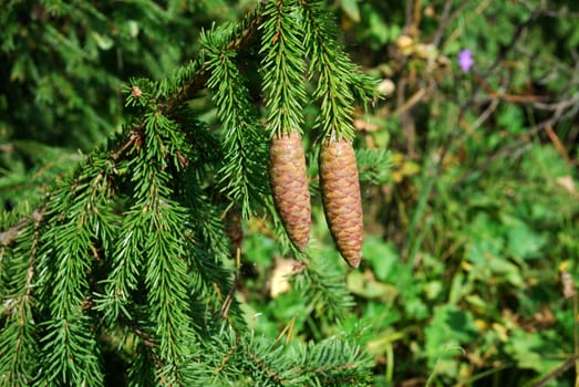 large fir tree cones in front of green needles