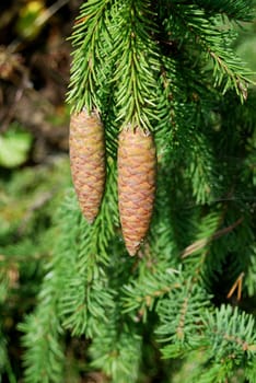 large fir tree cones in front of green needles