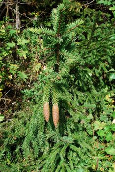 free-standing little fir tree with large two cones