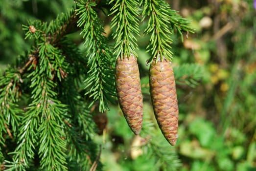 large fir tree cones in front of green needles