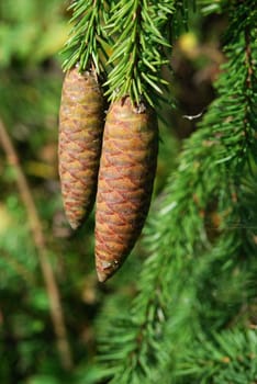 large fir tree cones in front of green needles