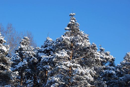 trees at sunny winter day after the heavy snowfall