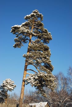 lonely pine under snow against the blue sky