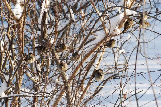 
sparrows sitting on the branches of bush in frost winter day