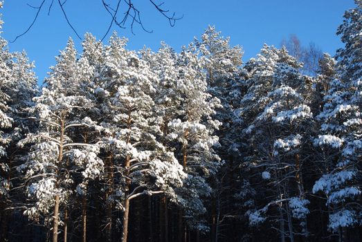 trees at sunny winter day after the heavy snowfall