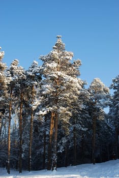 trees at sunny winter day after the heavy snowfall