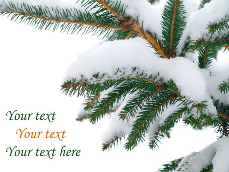 Fir tree branch covered with snow on white background  