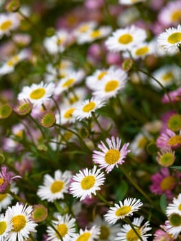 Daisy flowers with shallow depth of field