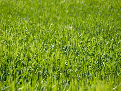 Close up shot of a green wheat field at spring 