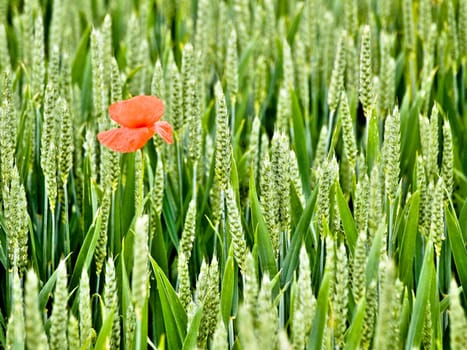 Close up shot of a green wheat field at spring  with a red poppy flower
