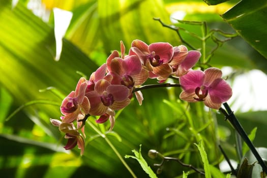 Orchid in nature on natural background