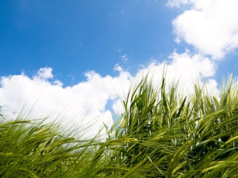 Green wheat field at spring under blue sky  with clouds