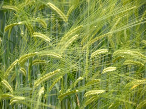 Close up shot of a green wheat field at spring 