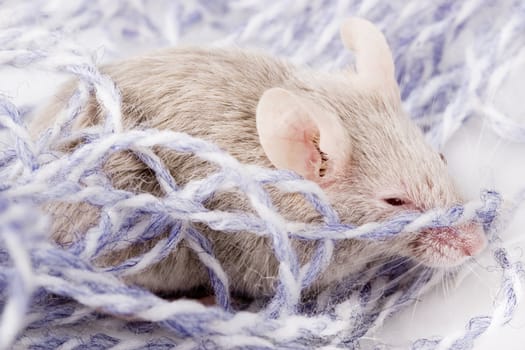 Grey child cute mouse on white background