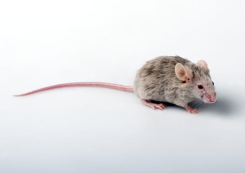 Grey child cute mouse on white background