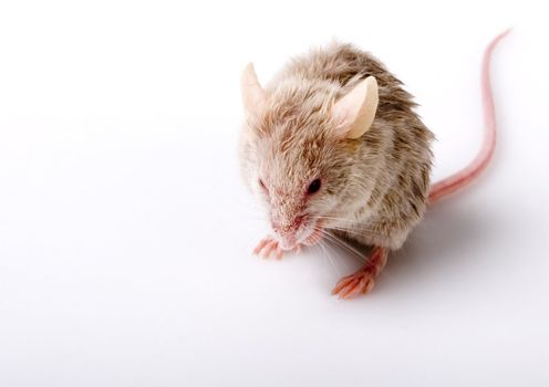 Grey child cute mouse on white background