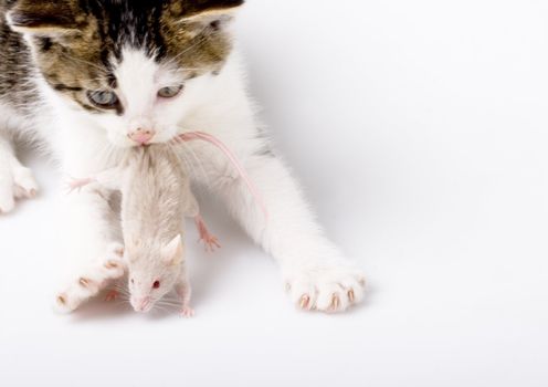 Child cat and grey mouse on white background