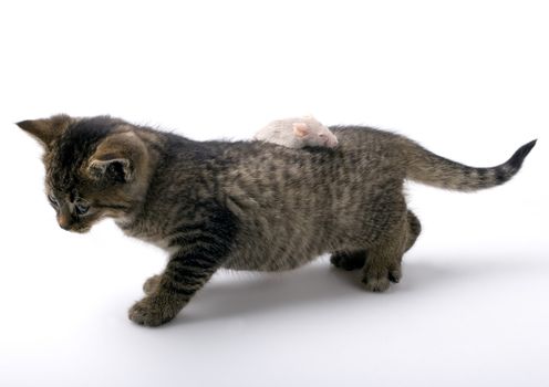 Child cat and grey mouse on white background