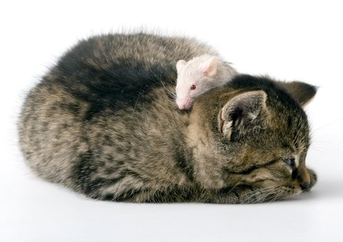 Child cat and grey mouse on white background