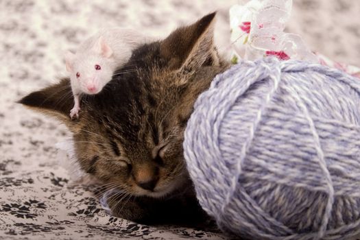 Child cat and grey mouse on white background