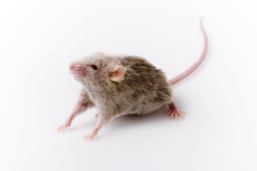 Grey child cute mouse on white background