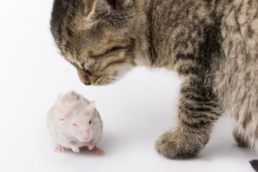 Child cat and grey mouse on white background