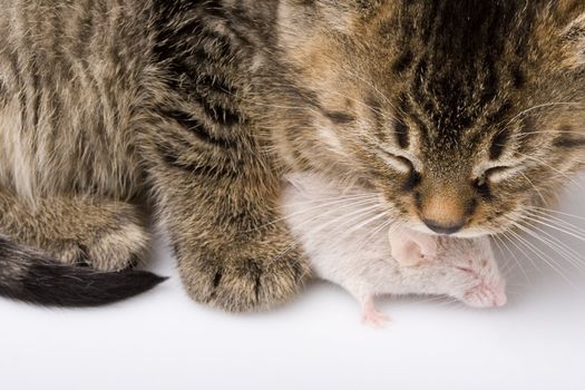 Child cat and grey mouse on white background