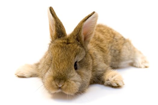 Small grey estern rabbit on white background