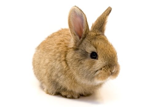 Small grey estern rabbit on white background