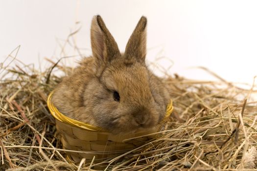 Small grey estern rabbit on white background