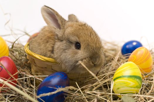 Small grey estern rabbit on white background