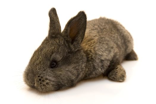 Small grey estern rabbit on white background