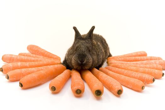 Small grey estern rabbit with big carrots