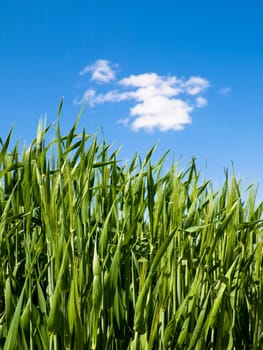 Green wheat field at spring under blue with clouds