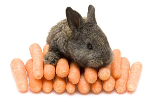 Small grey estern rabbit with big carrots