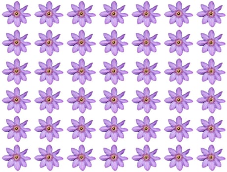 Montage of the Clematis flower