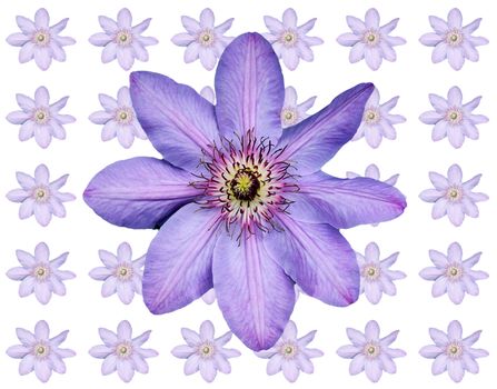 Montage of a Clematis flower head on a background of white
